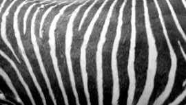 Ein Zebra es ist gestreift für die Links der Woche