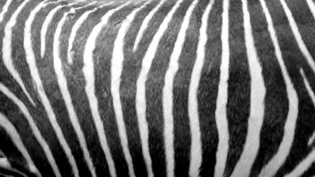 Ein Zebra es ist gestreift für die Links der Woche