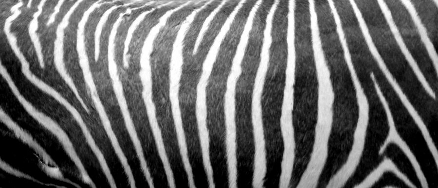 Ein Zebra es ist gestreift für die Links der Woche