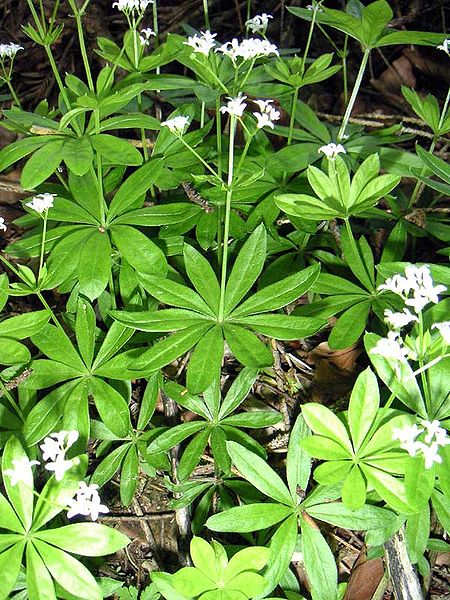 zu 8 - Waldmeister - Foto Jopi - gemeinfrei